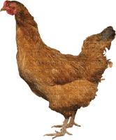 Kaz_Creations Chicken - PNG gratuit