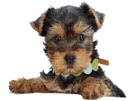 patymirabelle chien yorkshire - GIF animate gratis