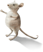 raton - PNG gratuit