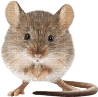 Kaz_Creations Mouse - ilmainen png