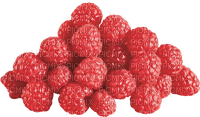 Fruit. Raspberry. Leila - бесплатно png