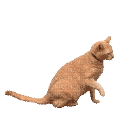 Cat.chat.gato.Victoriabea - GIF animé gratuit