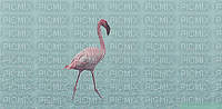 fågel--flamingo--bird