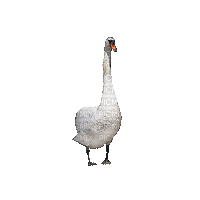 cygne blanc-swan