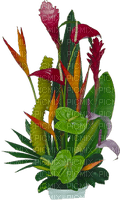 tropical flowers Bb2 - PNG gratuit