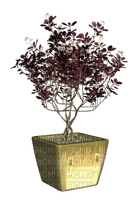 blomma-Pianta -Kruka - δωρεάν png