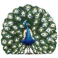 Peacock - Animovaný GIF zadarmo