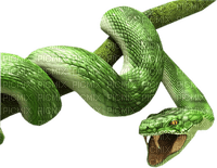 snake bp - PNG gratuit