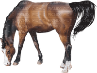 HÄST--HORSE - ücretsiz png