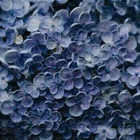hydrangea bleu - 無料png