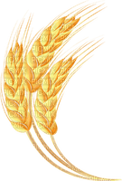 wheat Bb2 - besplatni png