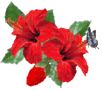 Flowers red bp - Gratis geanimeerde GIF