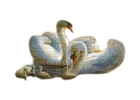Swans - ücretsiz png