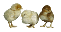 bird nestling Nitsa Papacon - 無料のアニメーション GIF