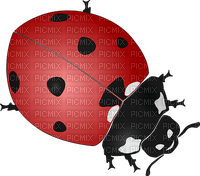 ladybug leppäkerttu sisustus decor - Free PNG