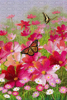 multicolore image papillon fleurs printemps edited by me - GIF animé gratuit