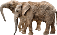 Kaz_Creations Animals Elephants - PNG gratuit