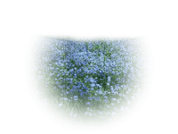 blue flower field