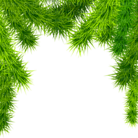 branches Christmas tree frame - PNG gratuit