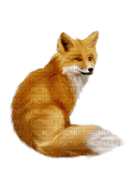 fox - безплатен png