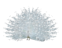 pavo real blanco - Δωρεάν κινούμενο GIF