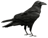 Raven - darmowe png