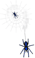 Spiders.Web.White.Black.Blue - 免费PNG