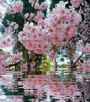 MMarcia gif flores de cerejeira - 免费动画 GIF