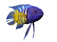 peixe - GIF animado grátis