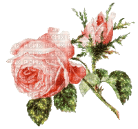 vintage roses - GIF เคลื่อนไหวฟรี