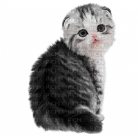 chat - 免费PNG
