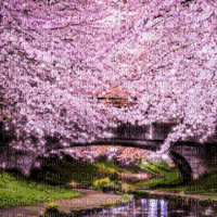 Cherry Blossom Background - Gratis animeret GIF