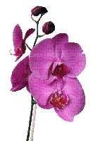 fleur violette.Cheyenne63 - GIF animé gratuit