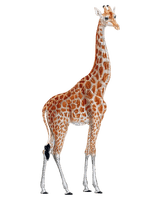 Kaz_Creations Giraffe - png grátis