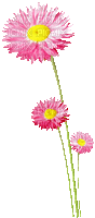 Animated Flowers.Pink - By KittyKatLuv65 - Animovaný GIF zadarmo