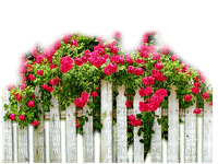 valla  con rosas dubravka4 - kostenlos png