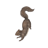 squirrel - darmowe png