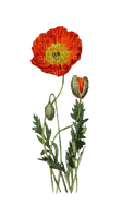 Poppy Flower - бесплатно png