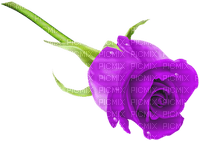 violett rose - png gratuito