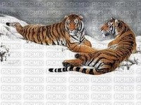 tiger bp - ilmainen png