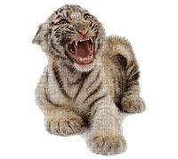 Tigre blanc.S - Free animated GIF