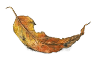 Осенний лист - nemokama png
