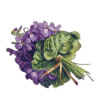 flores  "violetas" vintage dubravka4 - бесплатно png