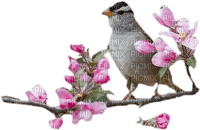 Spring Bird - бесплатно png