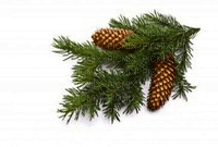 fir branch cone - Free PNG