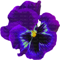 Flowers purple bp
