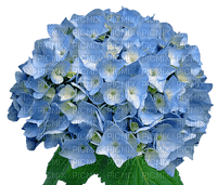 Цветок гортензии - kostenlos png