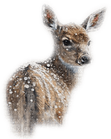 Deer - ücretsiz png