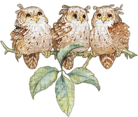 owls branch hiboux branche - Free PNG