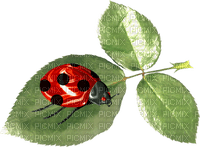 ladybug et leaves - PNG gratuit